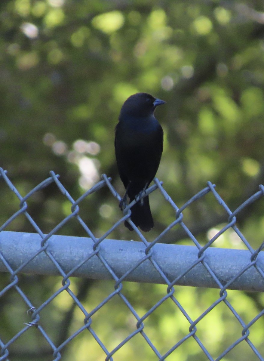 Brown-headed Cowbird - ML644416824