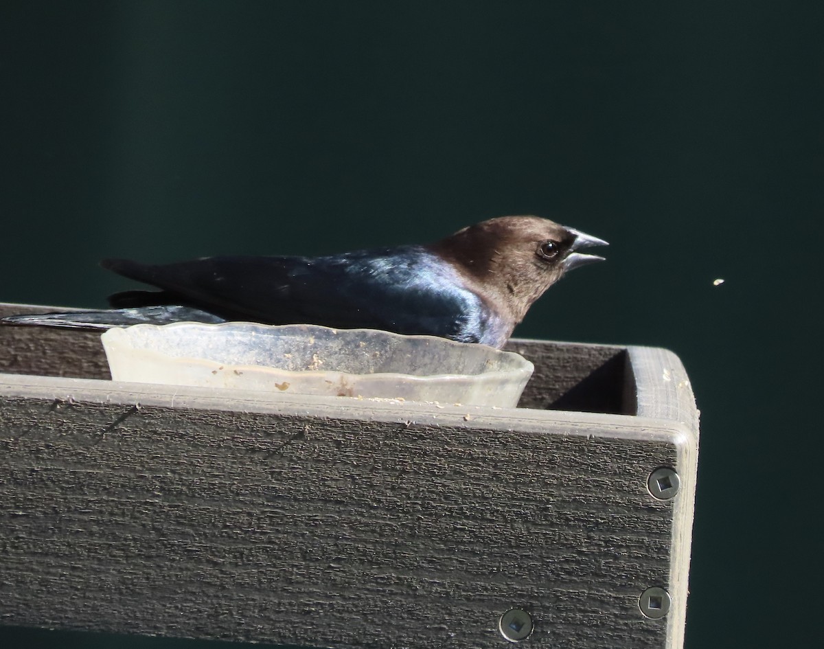 Brown-headed Cowbird - ML644416825