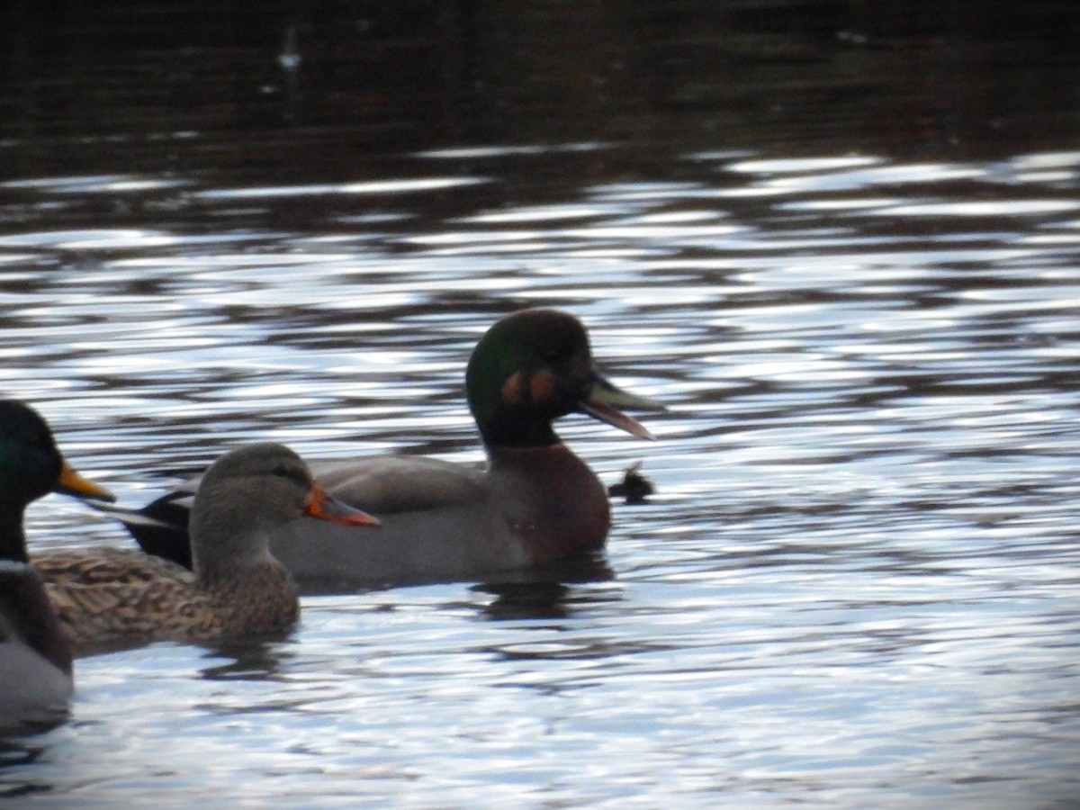 Gadwall x Mallard (hybrid) - ML644416832