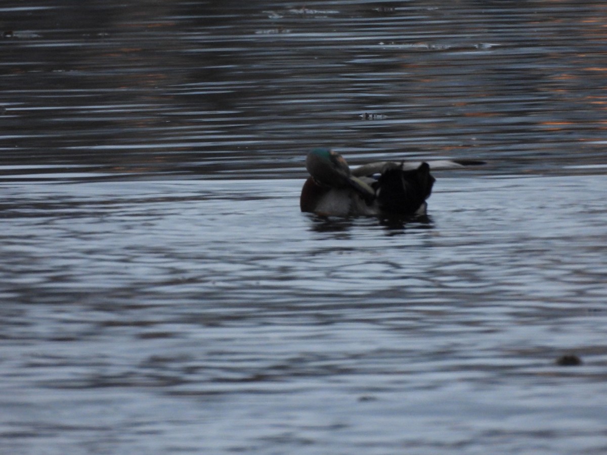 Gadwall x Mallard (hybrid) - ML644416833