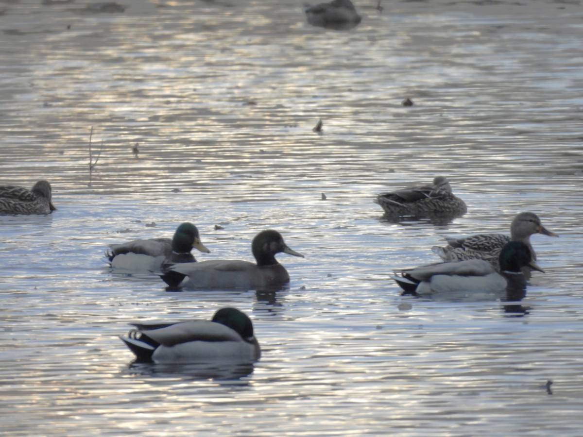 Gadwall x Mallard (hybrid) - ML644416834