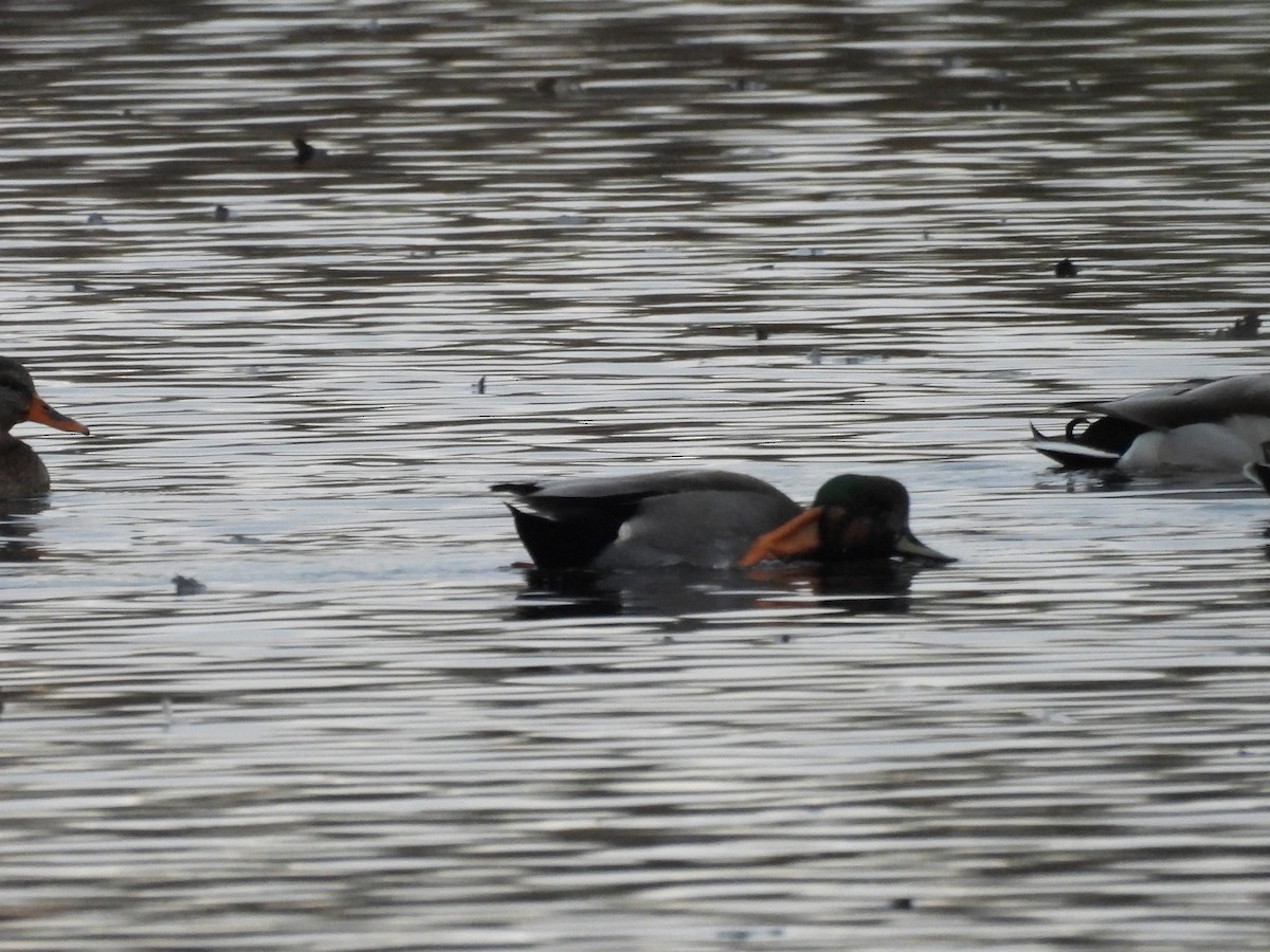 Gadwall x Mallard (hybrid) - ML644416835