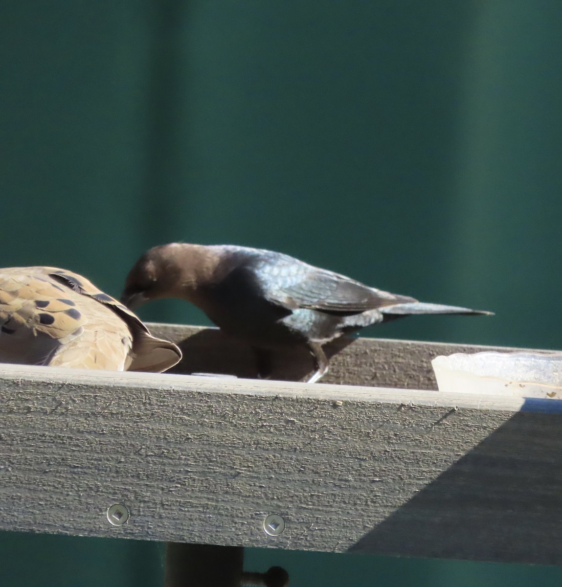 Brown-headed Cowbird - ML644416837