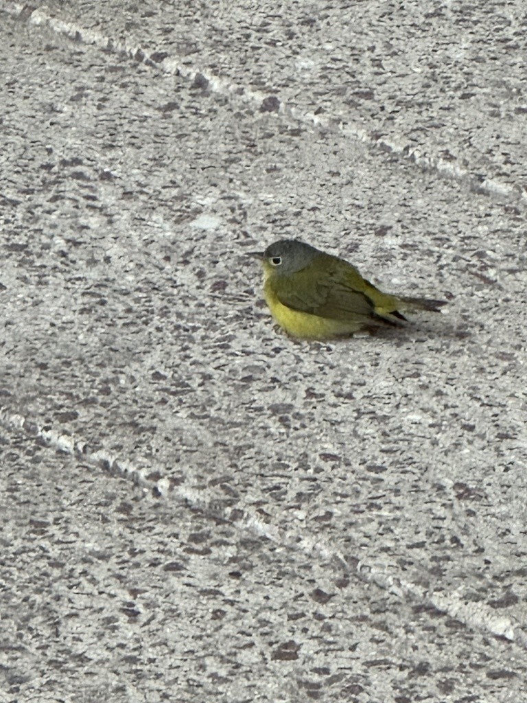 Nashville Warbler - ML644416838