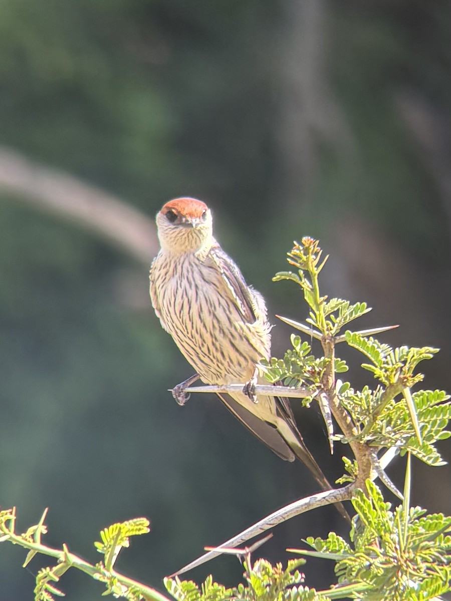Greater Striped Swallow - ML644416851