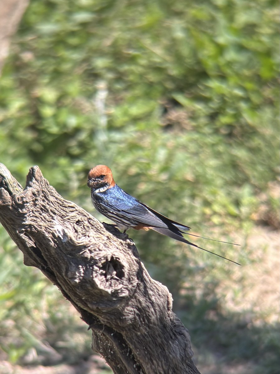 Lesser Striped Swallow - ML644416855