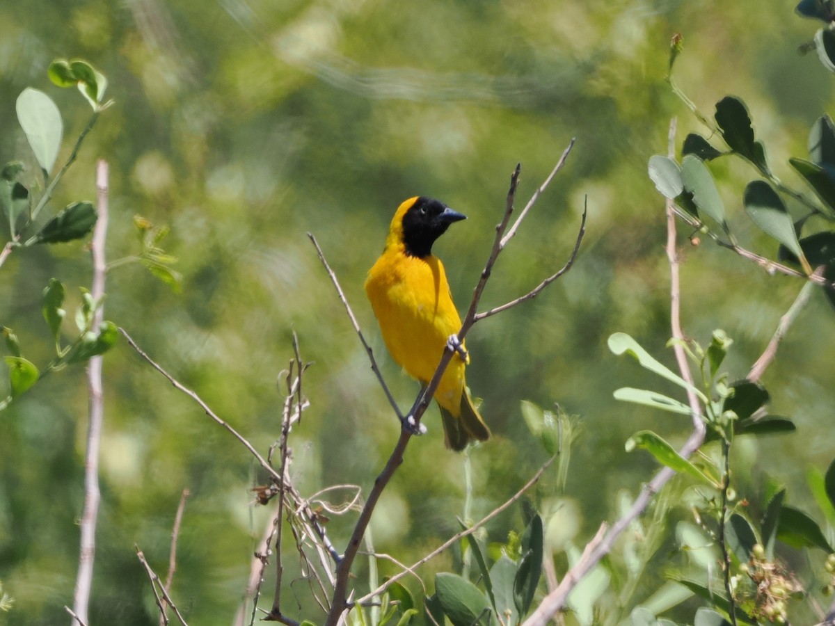 Lesser Masked-Weaver - ML644416857