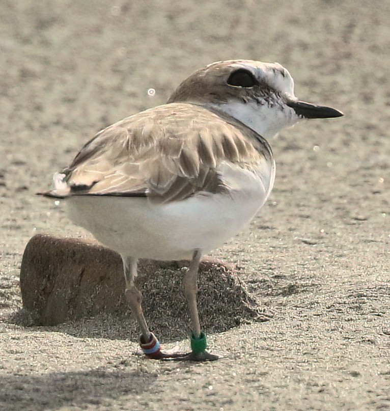 Snowy Plover - ML644416858