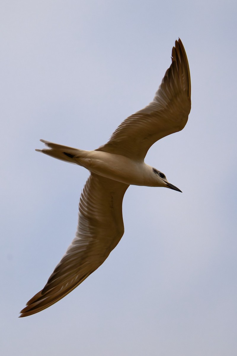 Lachseeschwalbe - ML644416873