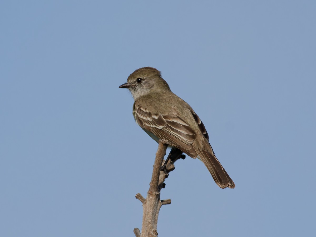 Southern Scrub-Flycatcher - ML644416881