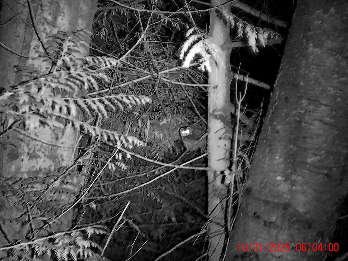 Northern Saw-whet Owl - ML644416886