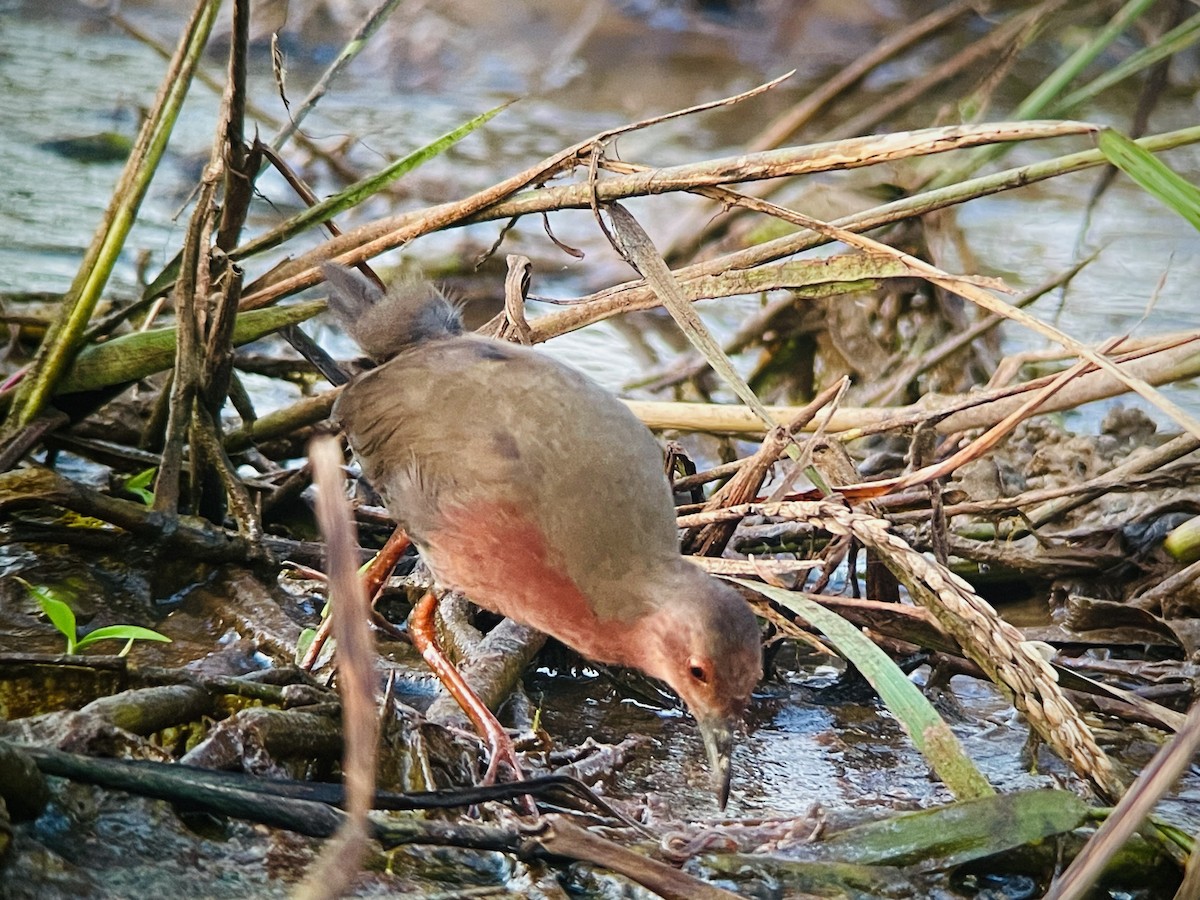 緋秧雞 - ML644416887