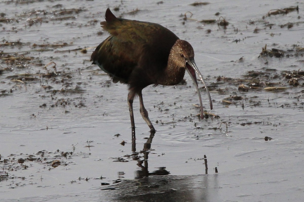 ibis americký - ML644416889