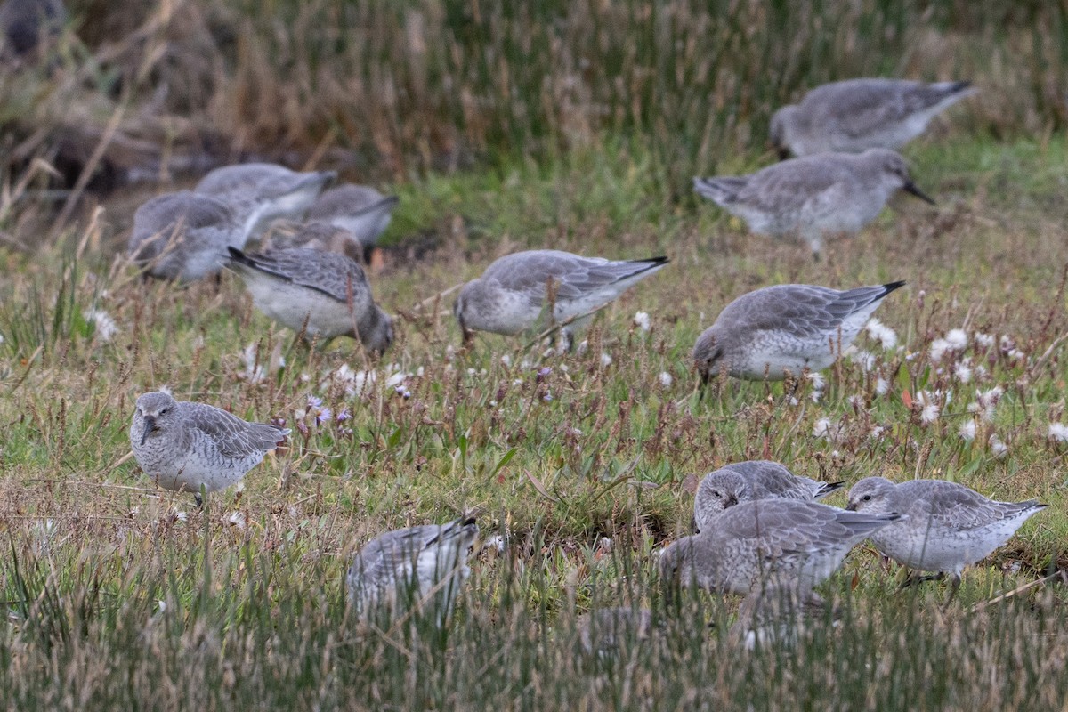 Bécasseau maubèche - ML644416890