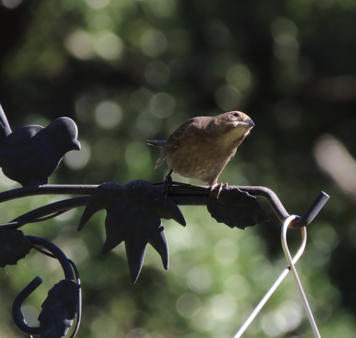 Brown-headed Cowbird - ML644416894