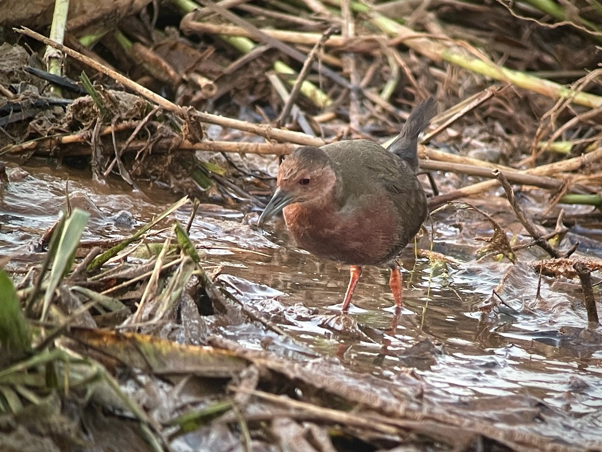 緋秧雞 - ML644416901