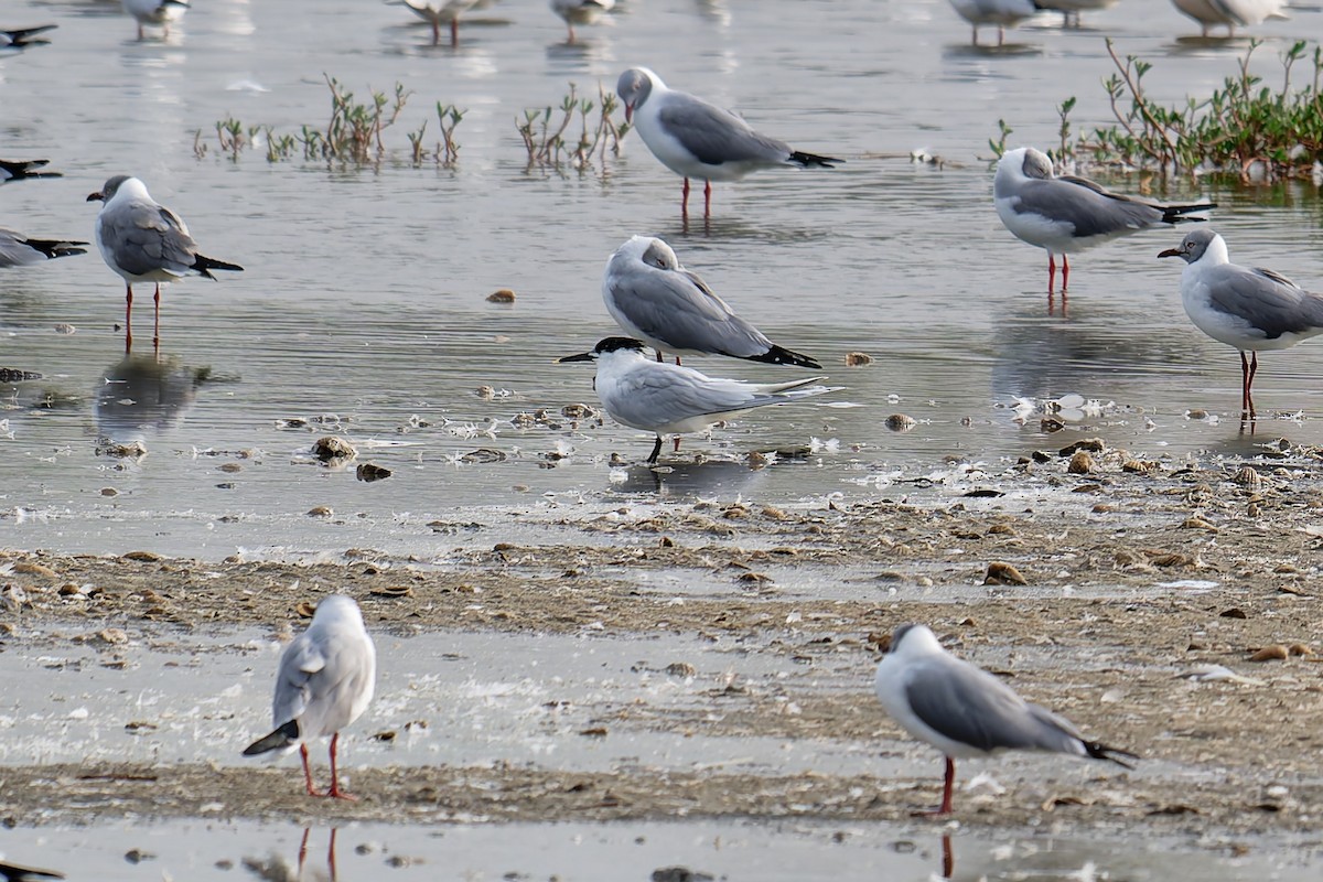 rybák severní - ML644416908