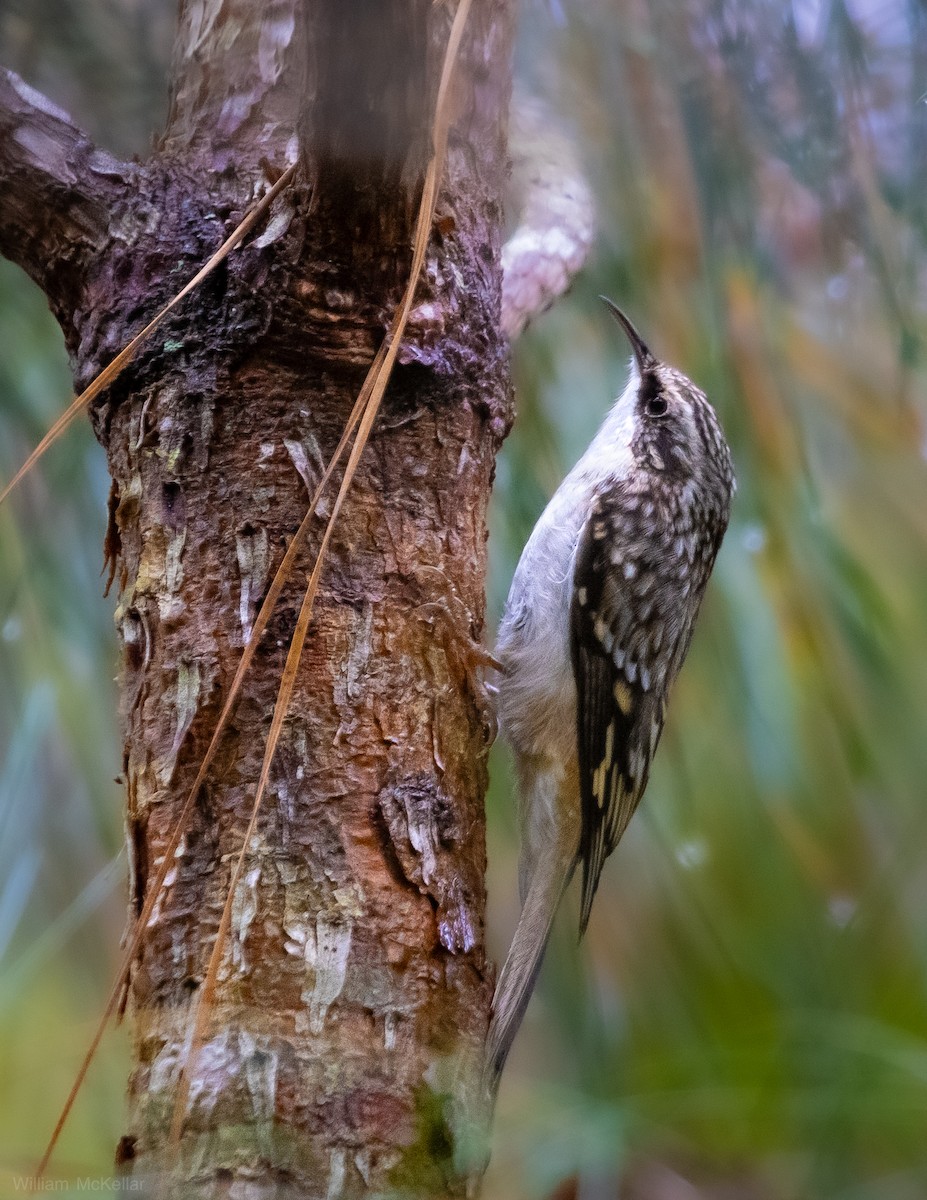Brown Creeper - ML644416931