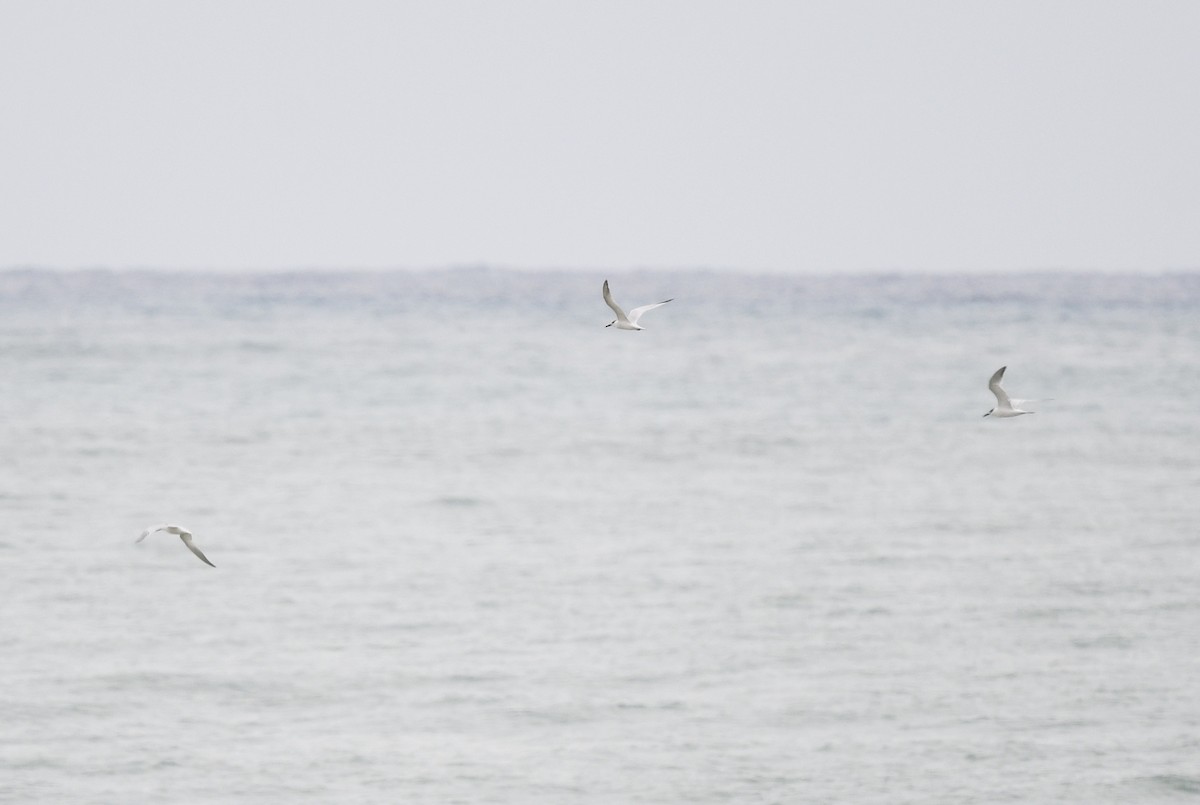 rybák severní (ssp. acuflavidus) - ML644416932