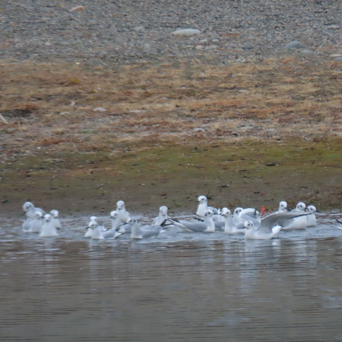 Bonaparte's Gull - ML644416939