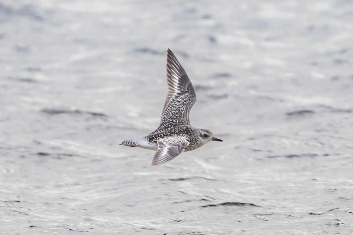 Буурал сүвээ цагаан - ML644416940