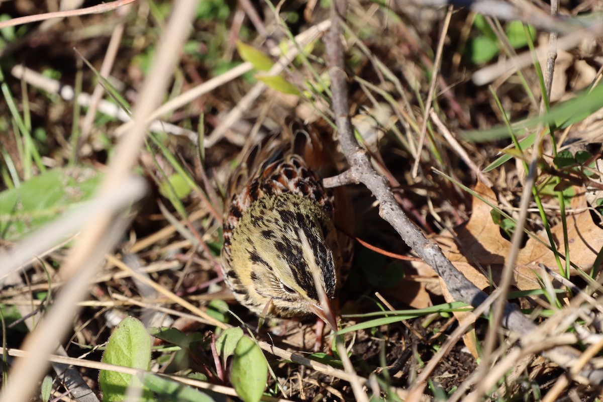 Henslow's Sparrow - ML644416943