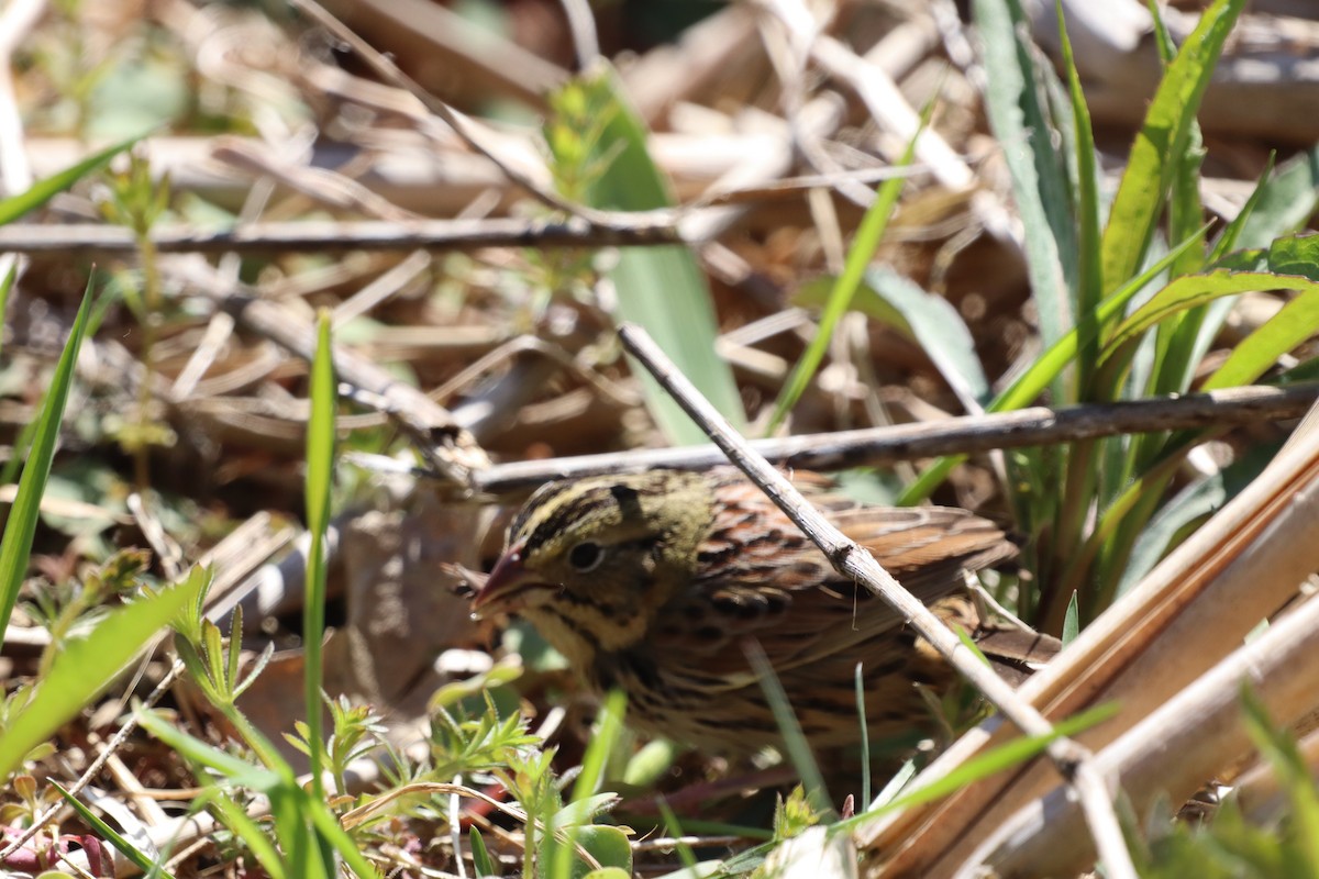 Henslow's Sparrow - ML644416952