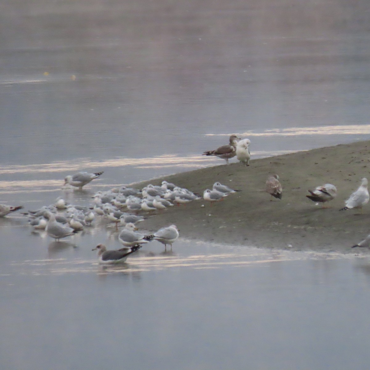 Bonaparte's Gull - ML644416955