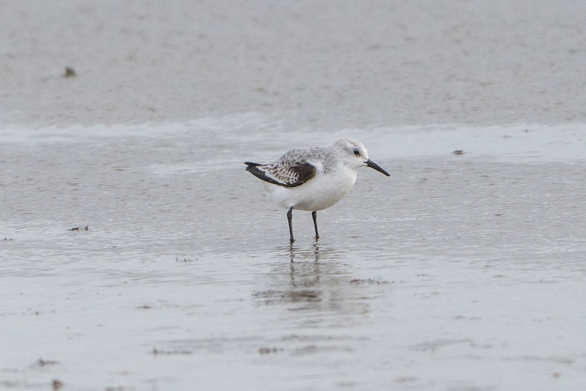 Sanderling - ML644416956