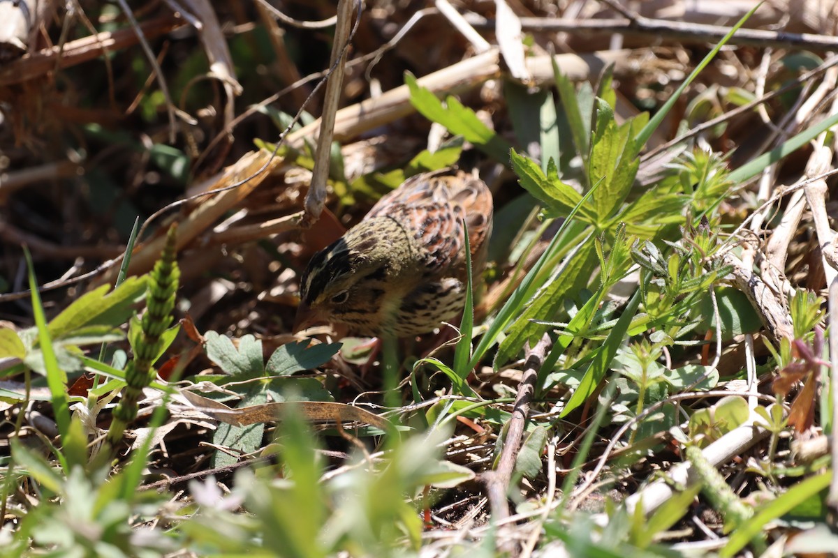 ヘンスローヒメドリ - ML644416961