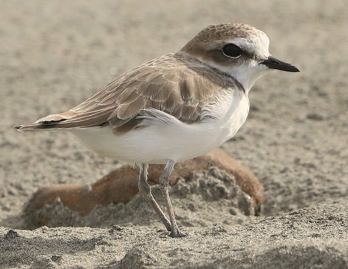 Snowy Plover - ML644416964