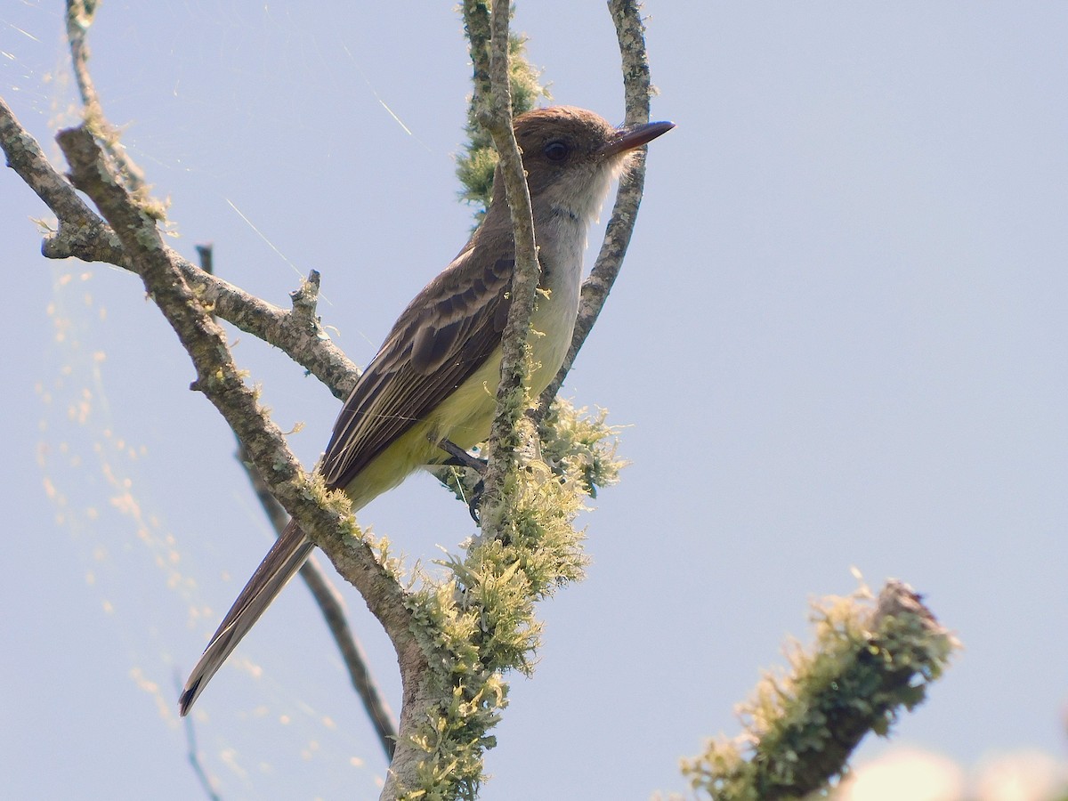 Swainson's Flycatcher - ML644416966
