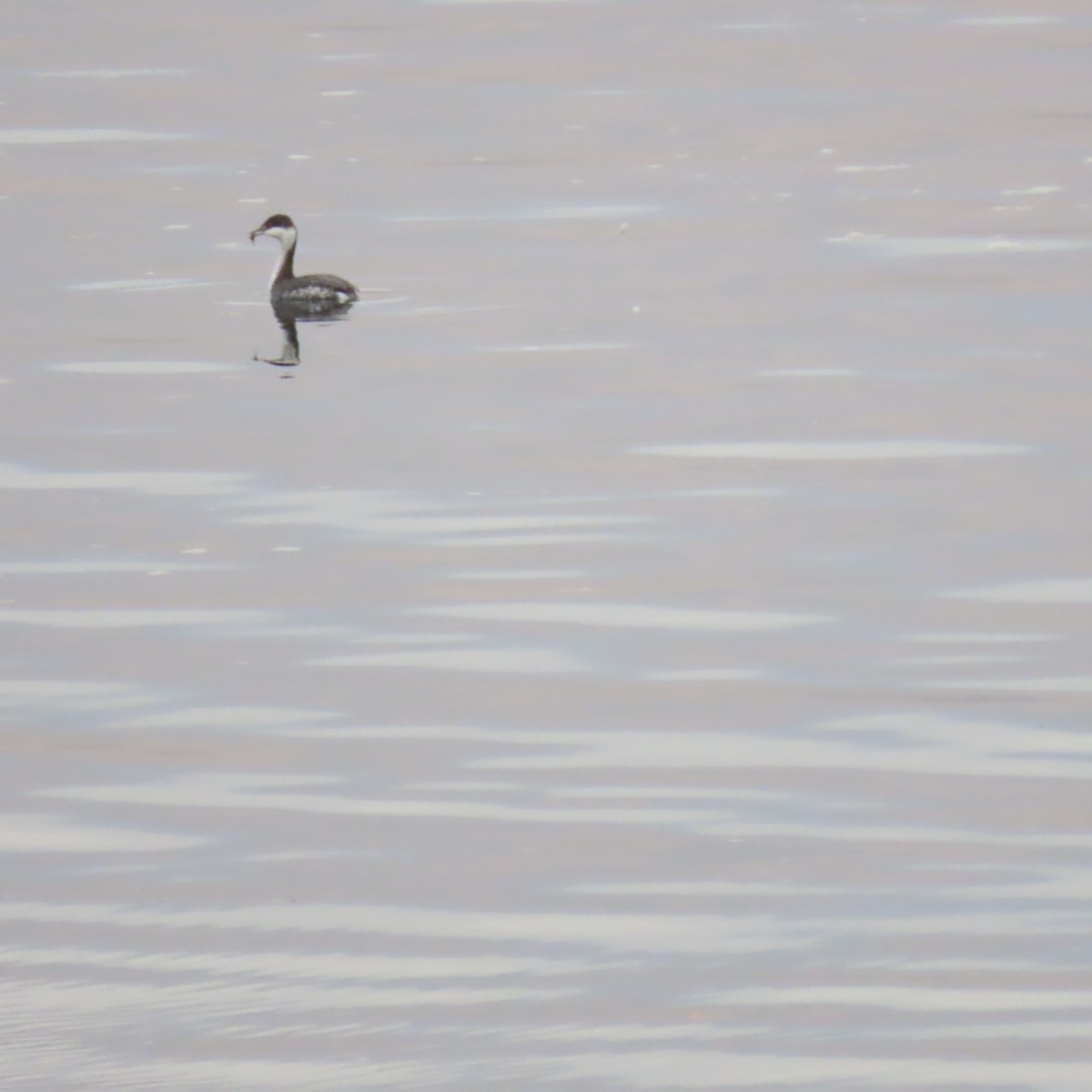 Horned Grebe - ML644416970