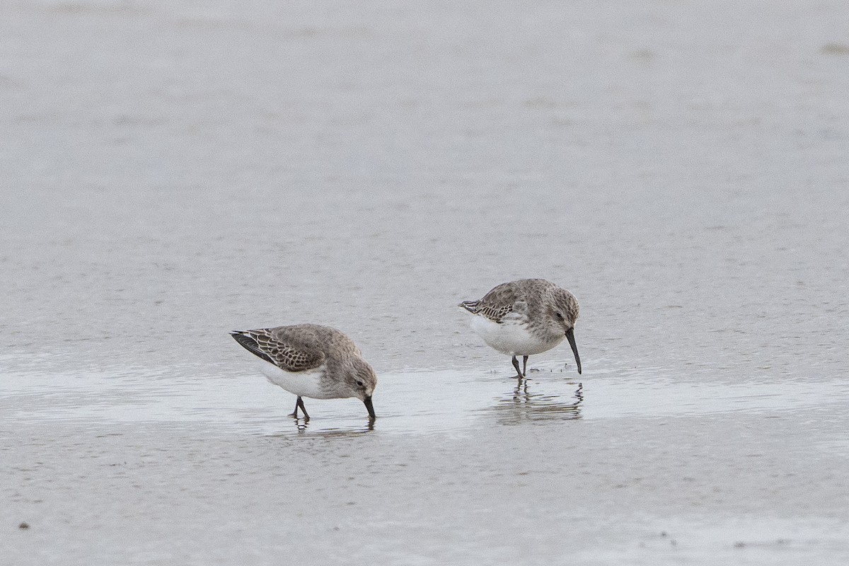 Dunlin - ML644416971