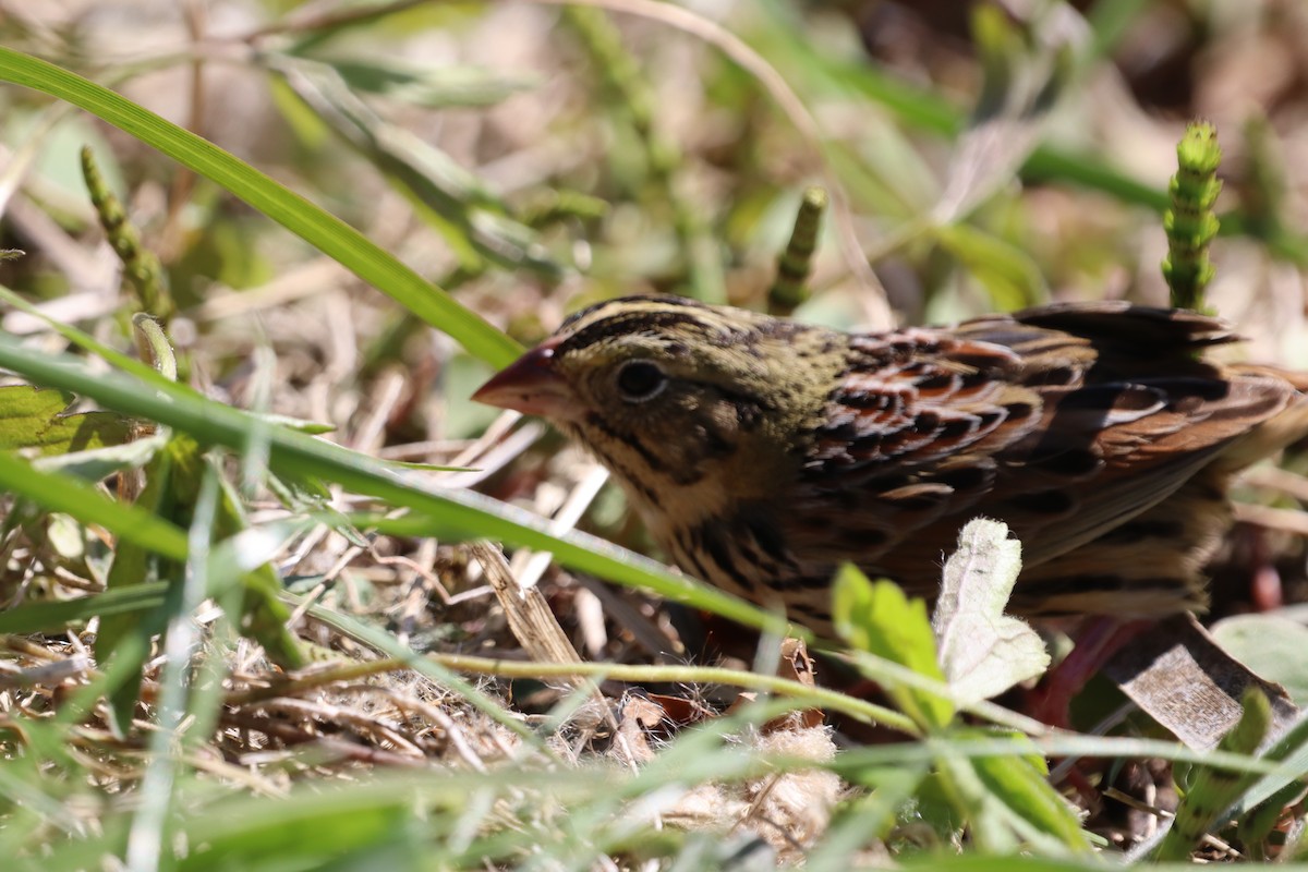 ヘンスローヒメドリ - ML644416982