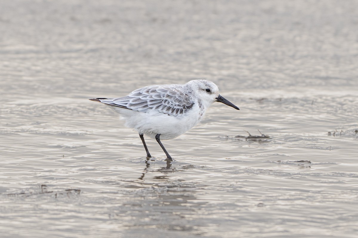 Sanderling - ML644416988