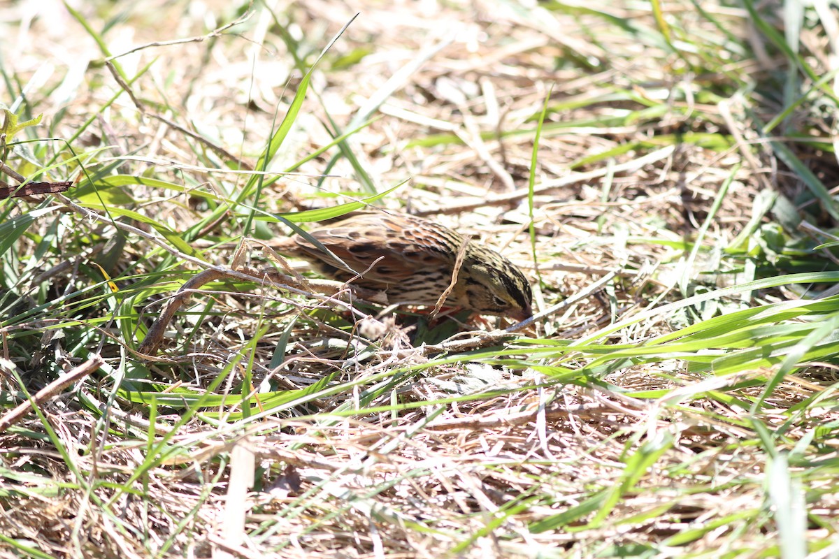 ヘンスローヒメドリ - ML644416998