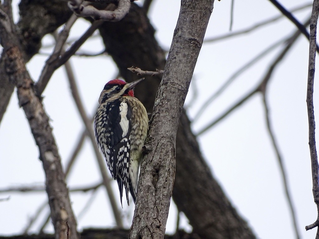 シルスイキツツキ - ML644417005