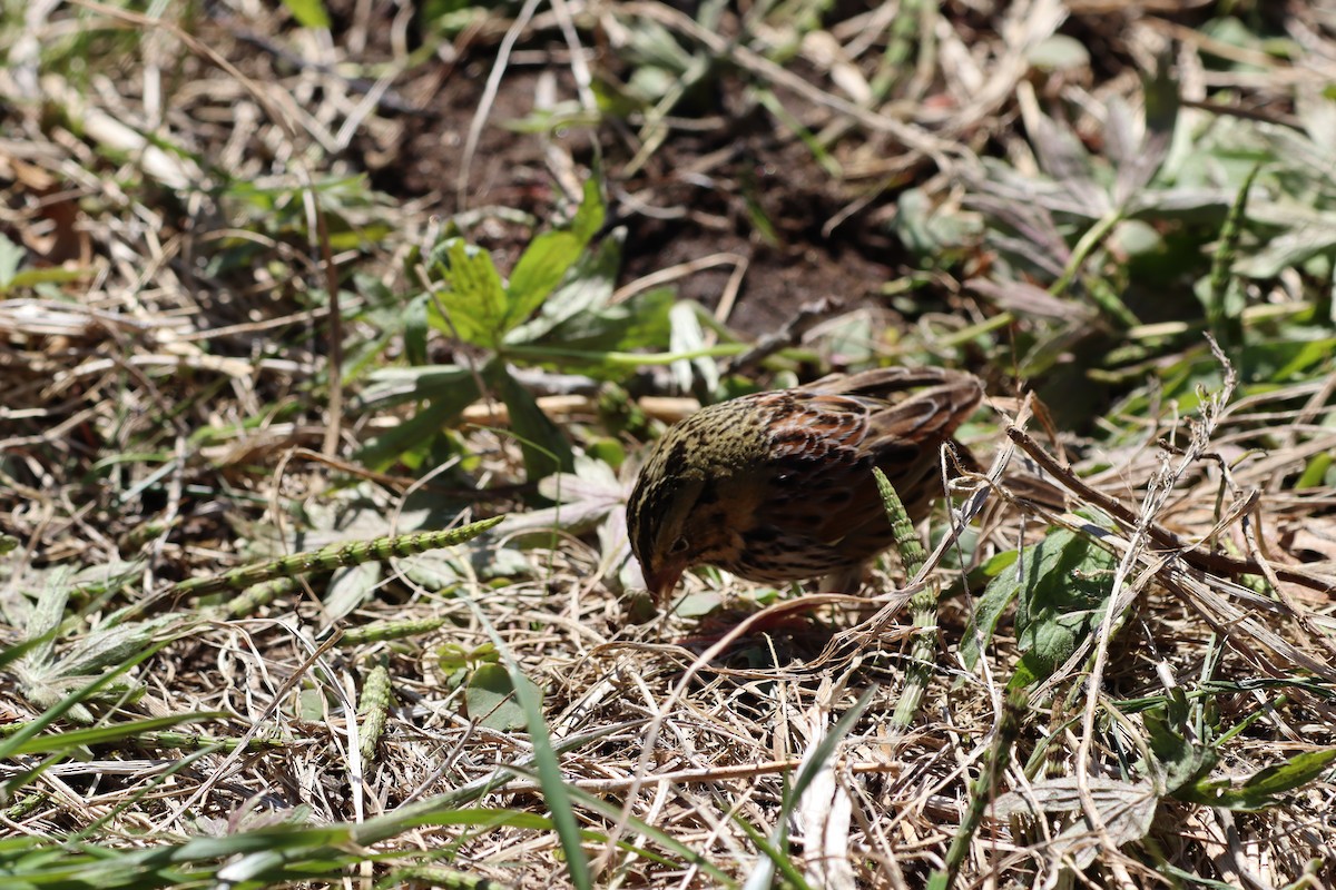 ヘンスローヒメドリ - ML644417006