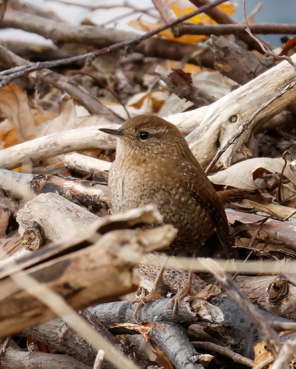 střízlík kanadský - ML644417007