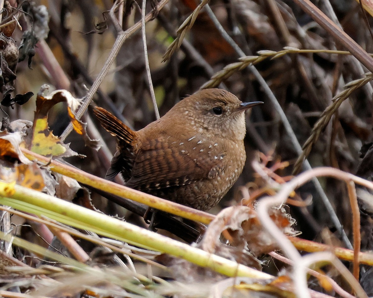 střízlík kanadský - ML644417008
