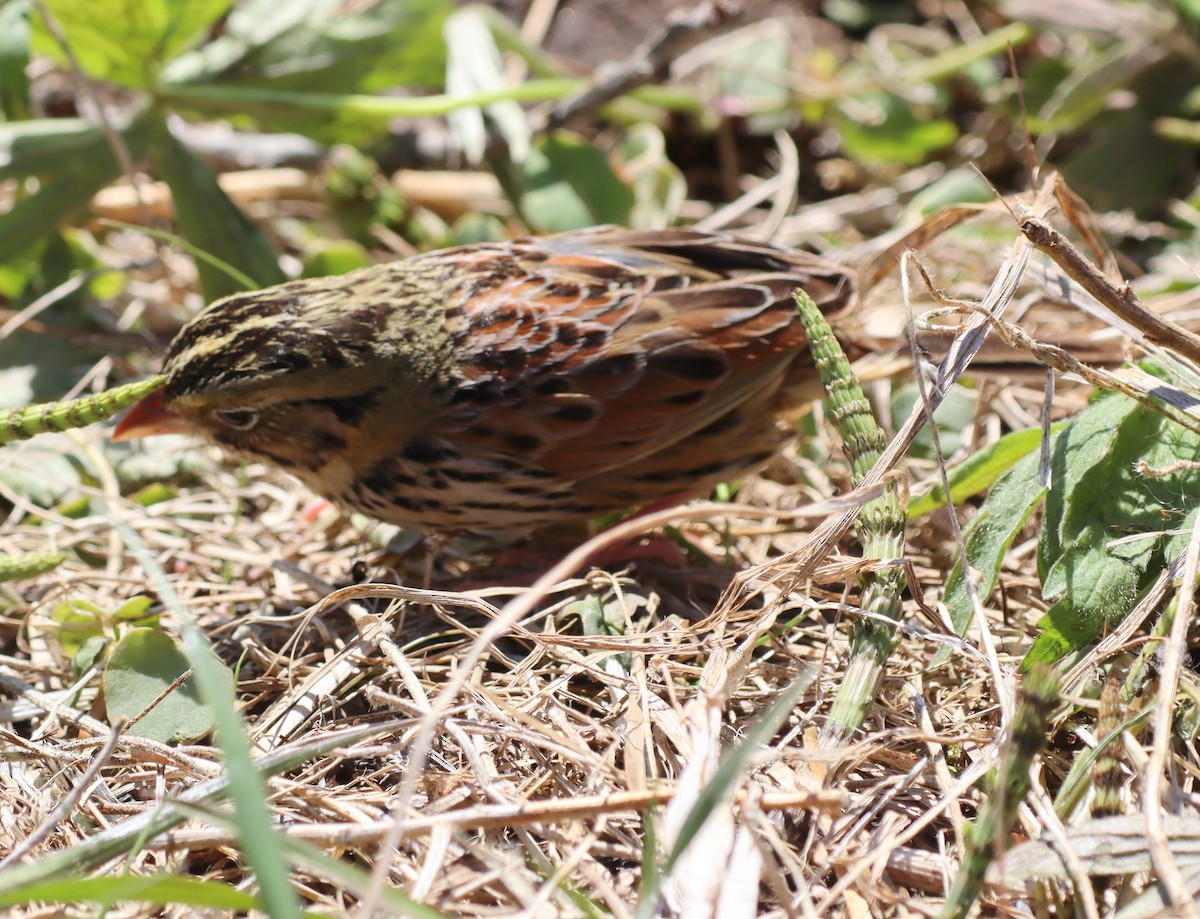 ヘンスローヒメドリ - ML644417018