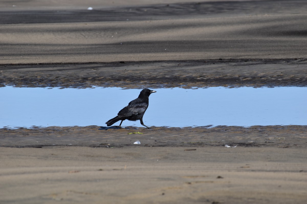 American Crow - ML644417020