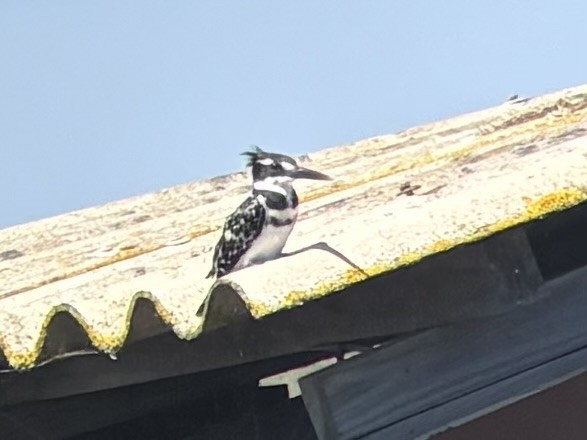 Рибалочка строкатий - ML644417022