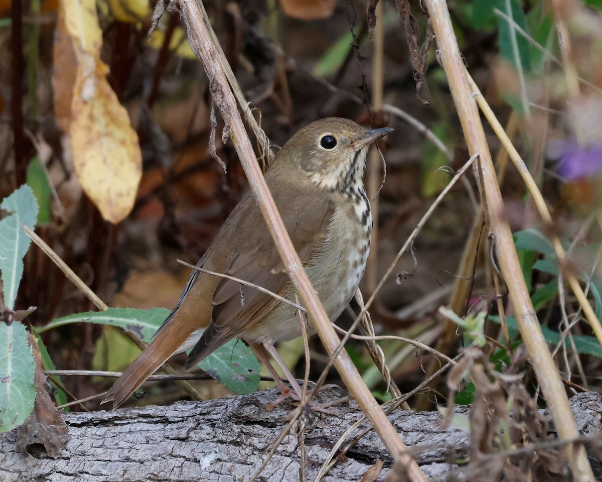 Hermit Thrush - ML644417023