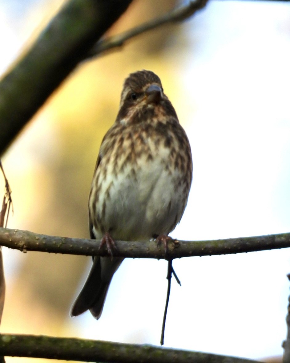 Purple Finch - ML644417025