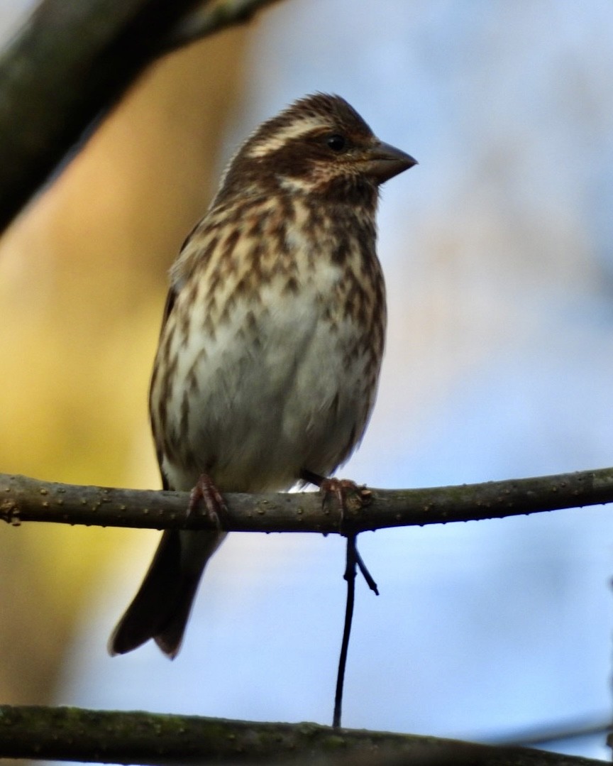 Purple Finch - ML644417026