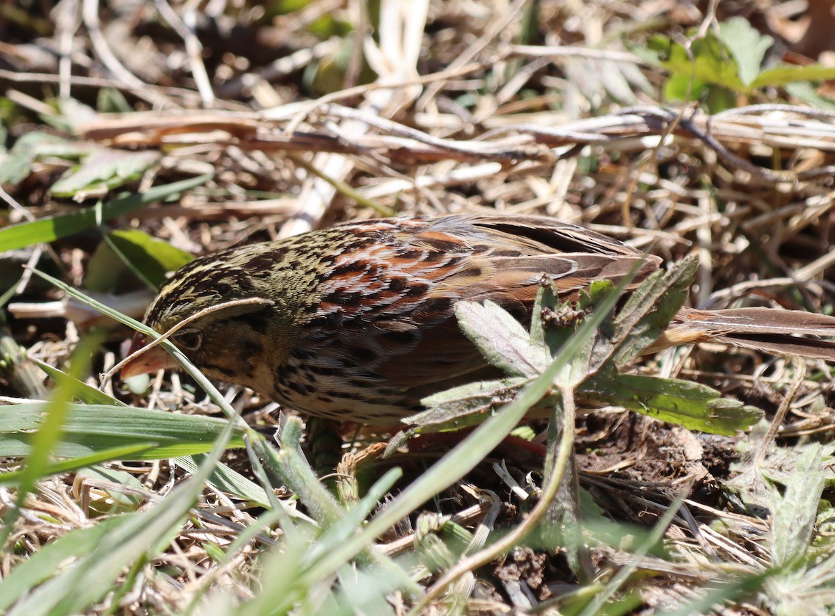 ヘンスローヒメドリ - ML644417028