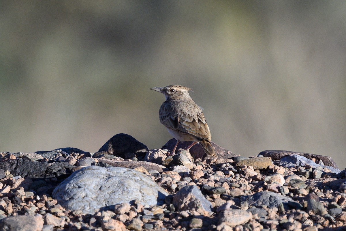 עפרוני מצויץ (מגרב) - ML644417064
