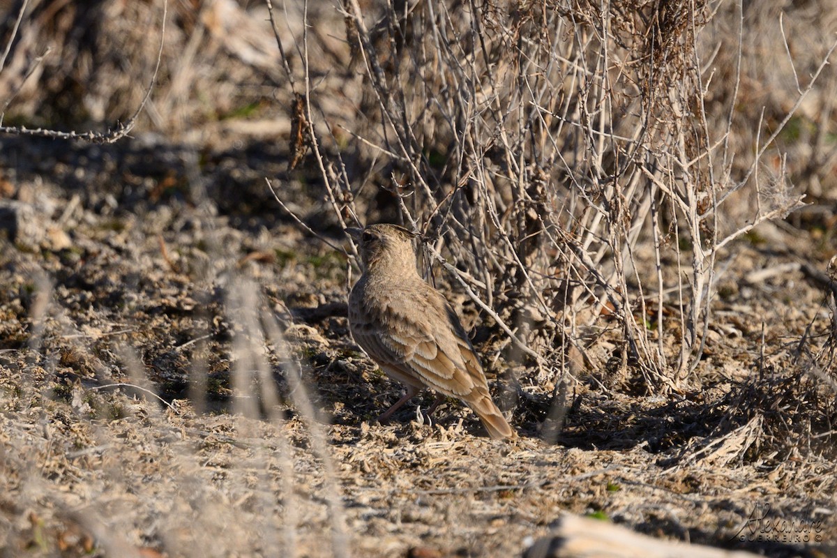 עפרוני מצויץ (מגרב) - ML644417065